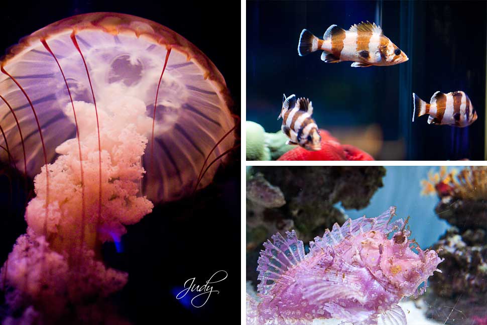 Aquarium of the Pacific Wedding Ceremony