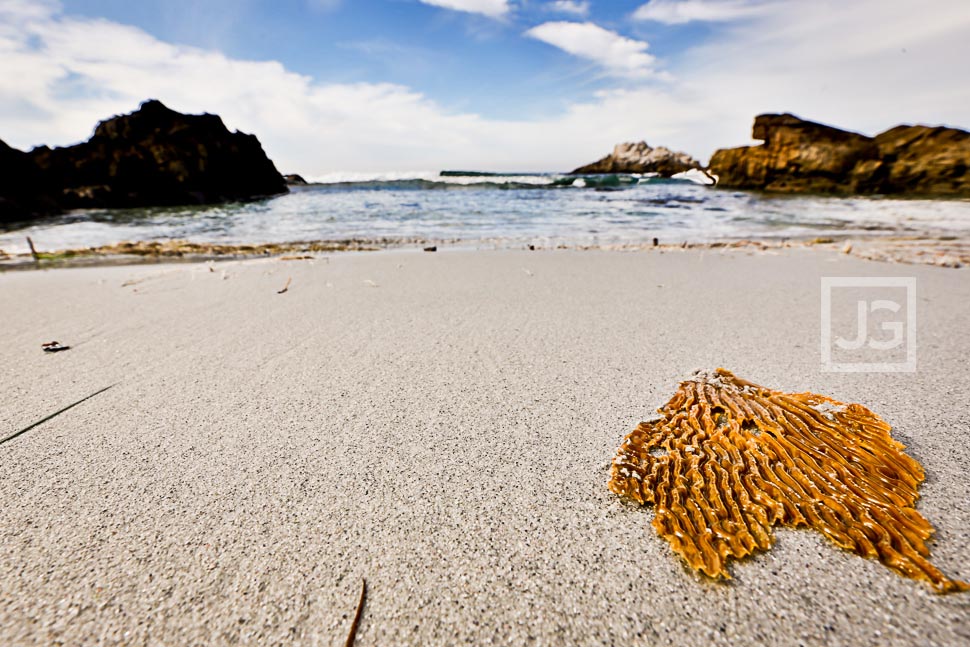 Monterey Bay on the Wedding Morning
