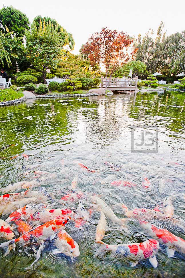 CSULB Japanese Garden Koi