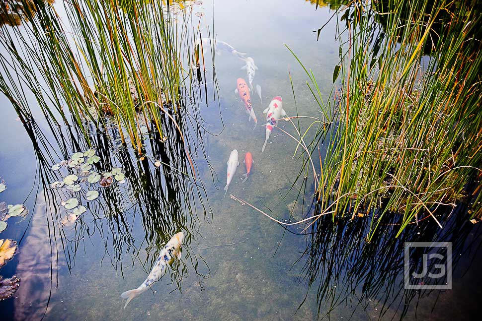 CSULB Japanese Gardens Koi