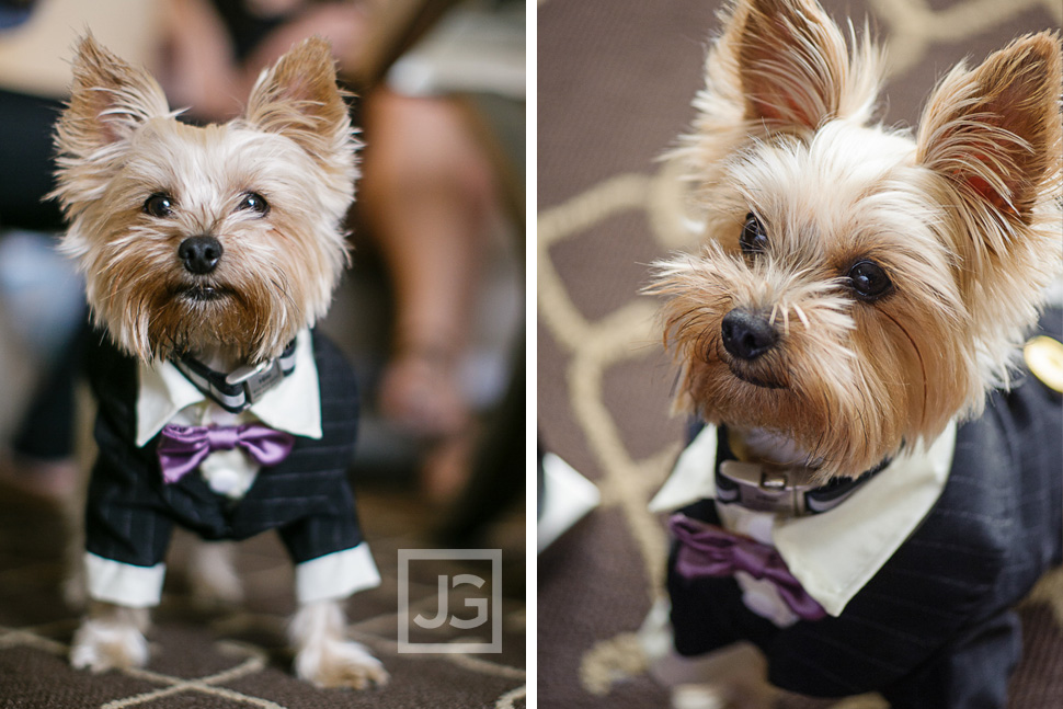 Wedding Ceremony Dog Ringbearer