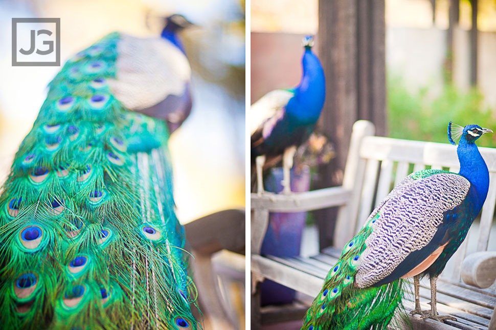 Los Angeles Arboretum Peacocks