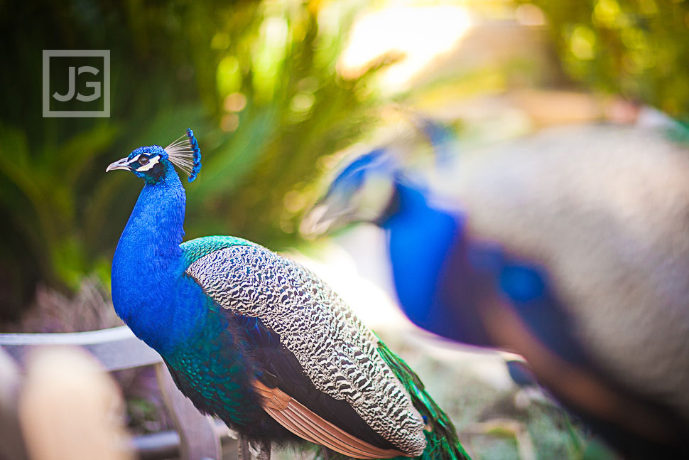 Los Angeles Arboretum Peacocks