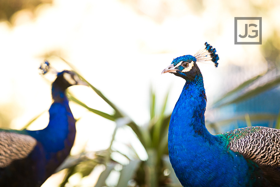 LA Arboretum Peacocks