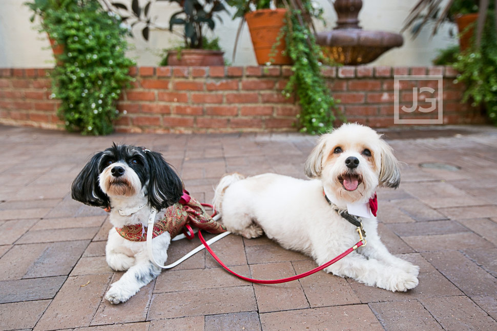 Wedding Ceremony Dog Ringbearers