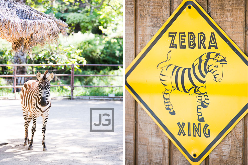 Rancho Las Lomas Zebra