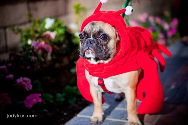 Read more about the article Takako & John | Unique Wedding: Lawry’s and Lobster?!?!