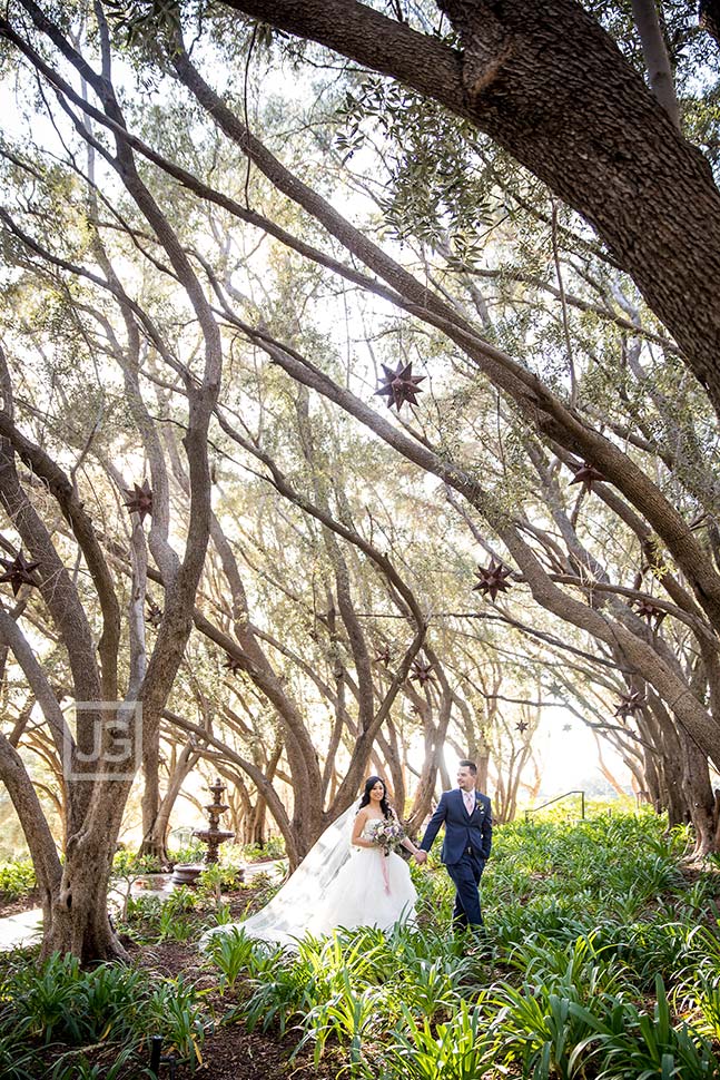 Padua Hills Olive Orchard