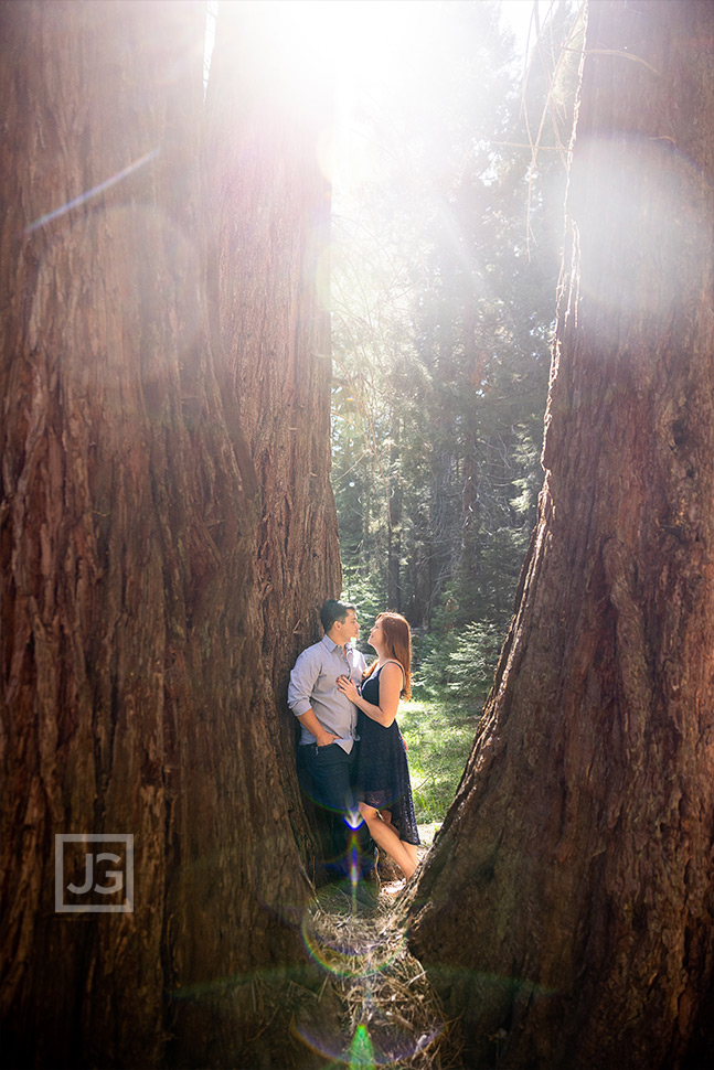 Engagement Photography in Sequoia