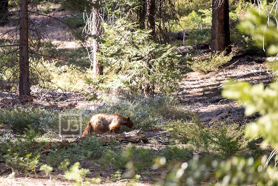 Bear in Mineral King