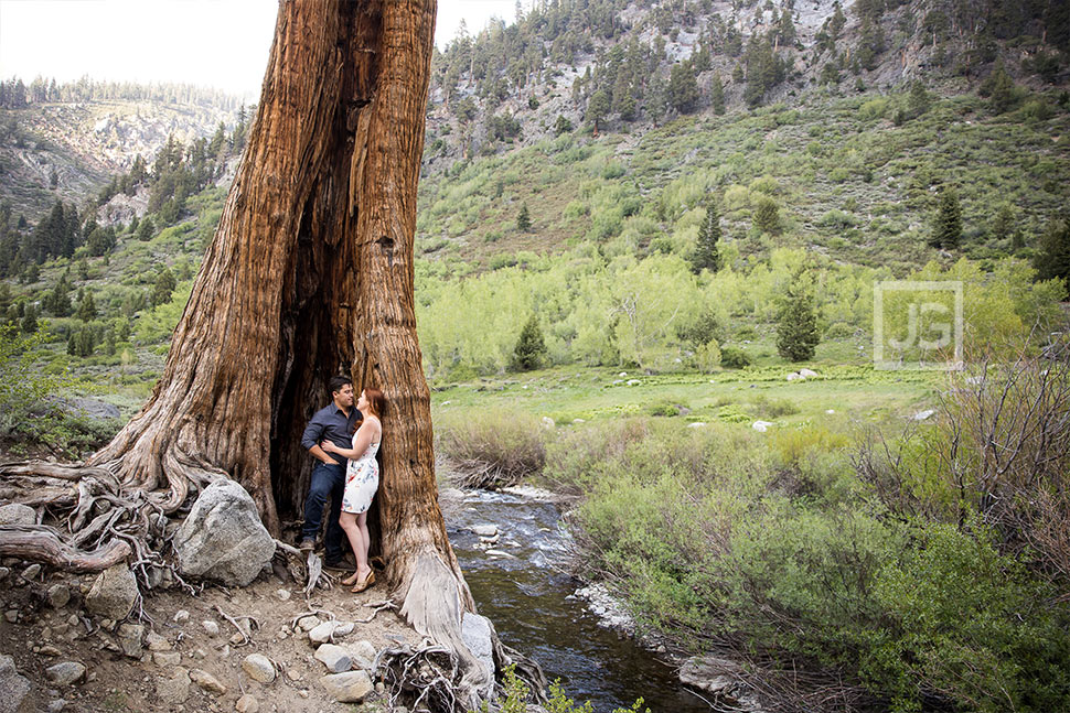 Sequoia Engagement Photography