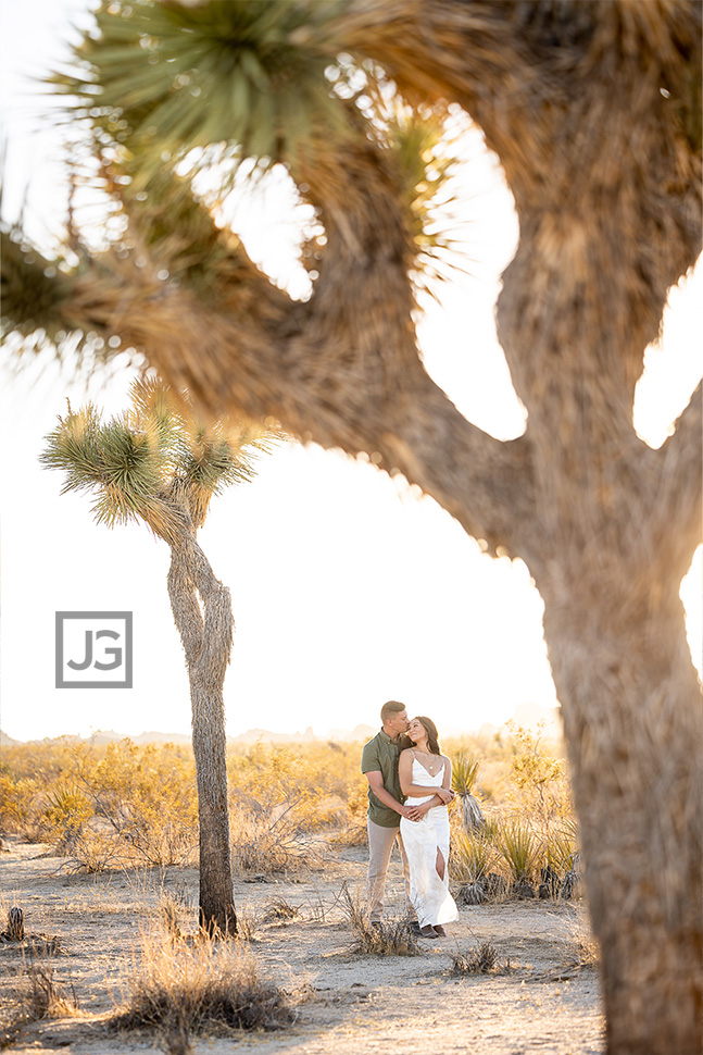 Joshua Trees