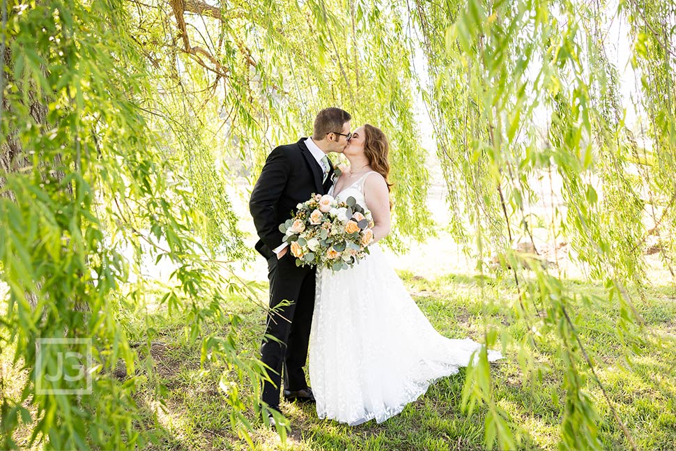 Willow Tree at Sierra La Verne