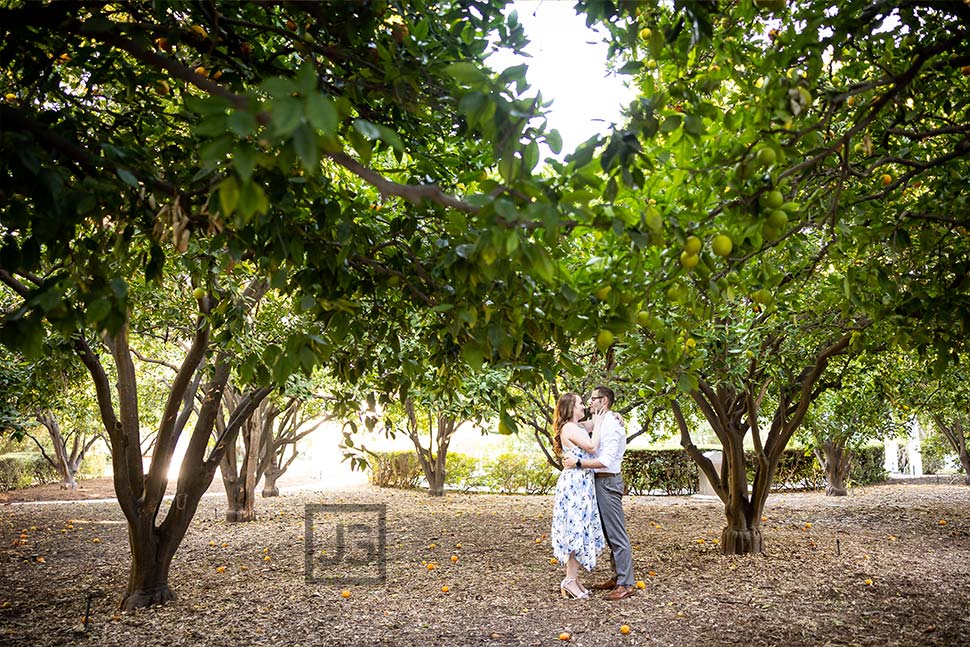 Trees at the LA Arboretum