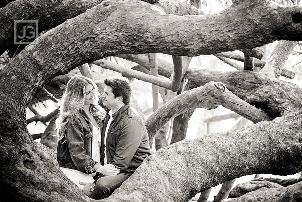 Black and White Photo with Trees