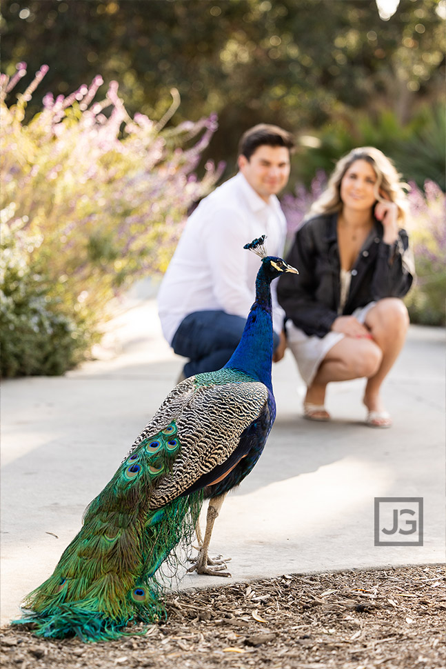 Engagement Photo with a Peacock