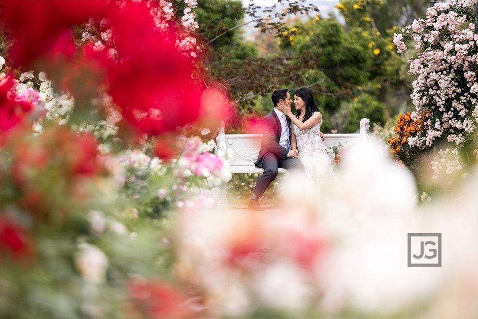 Red and White Roses