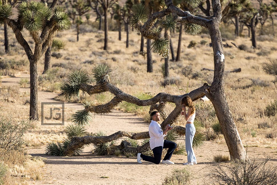 Joshua Tree Proposal