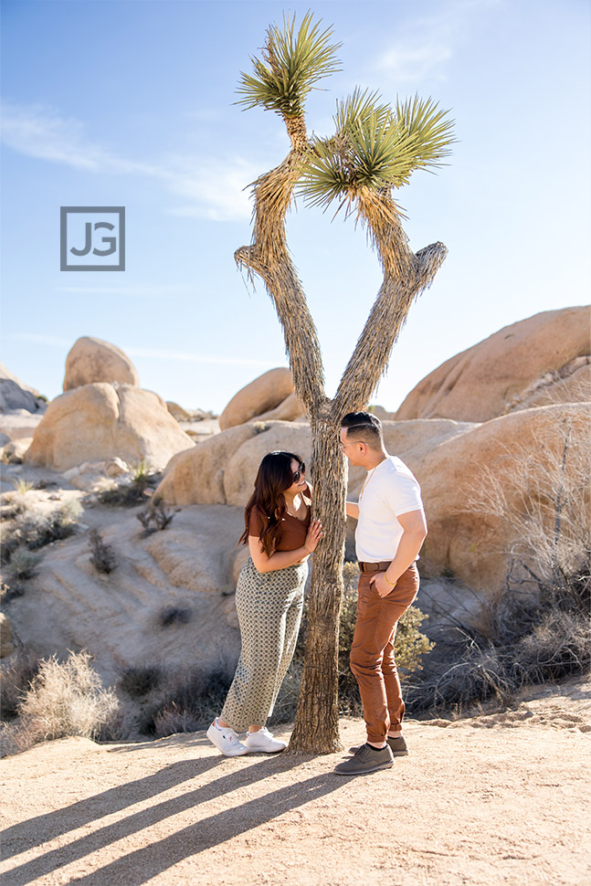 A single joshua tree