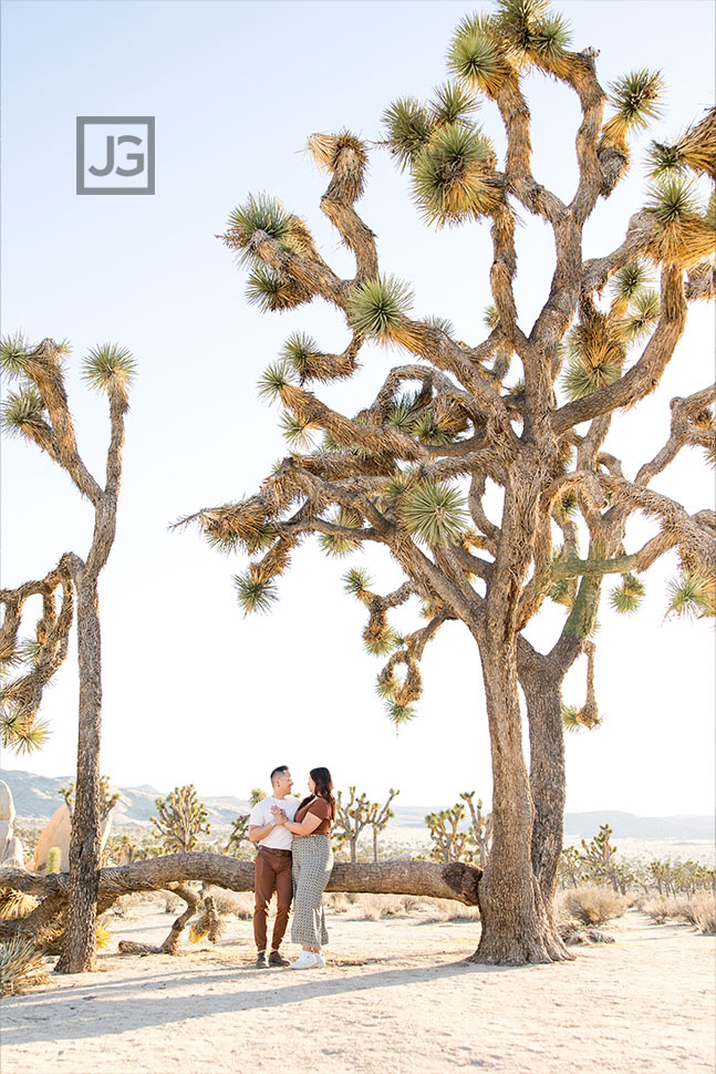 Fallen Joshua Tree