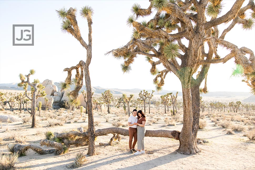 Fallen Joshua Tree