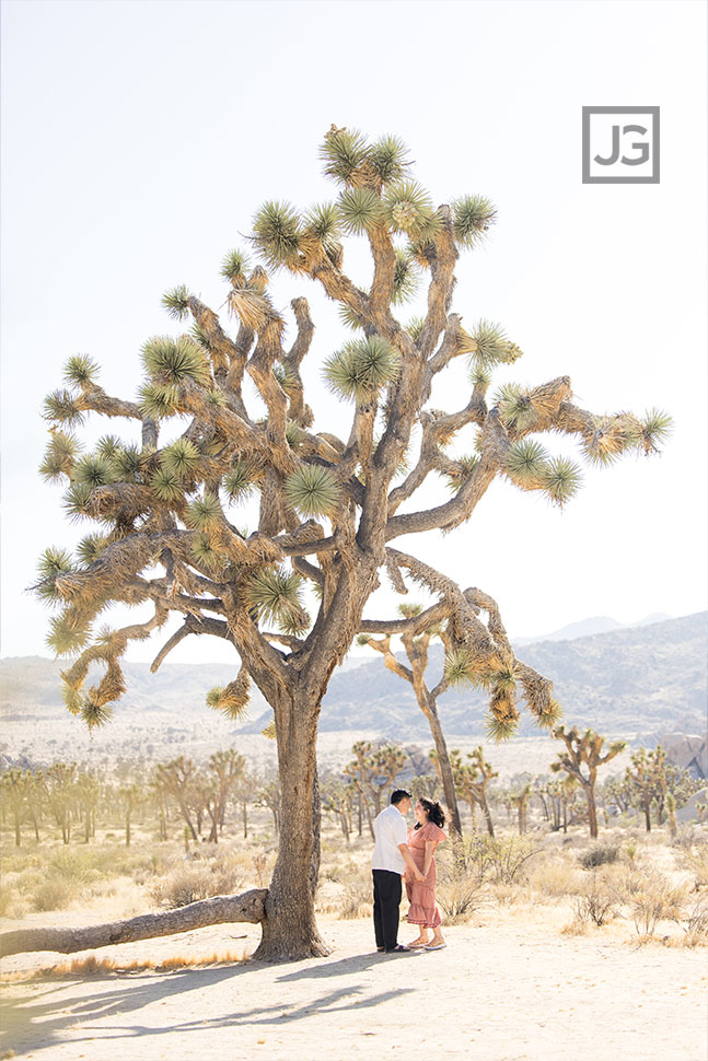 Whole Joshua Tree