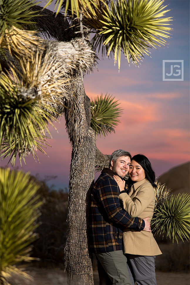 Joshua Tree with Colorful Sunset
