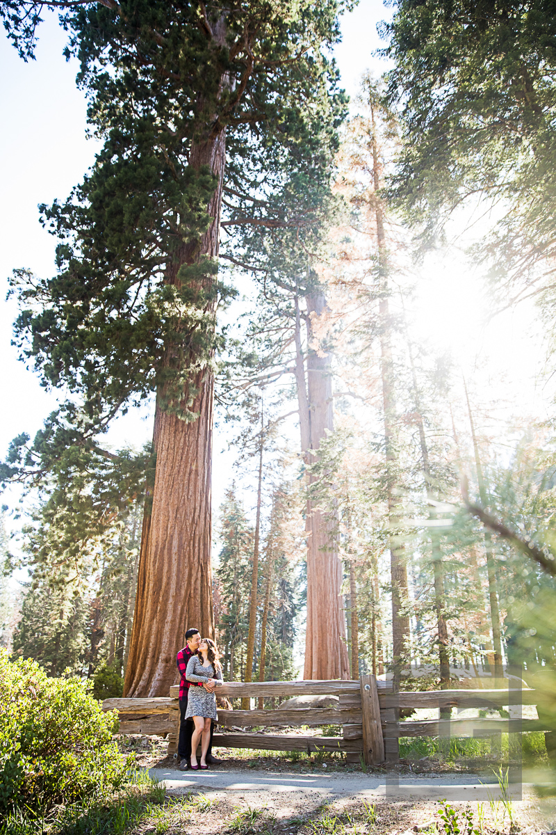 Sequoia engagement photography