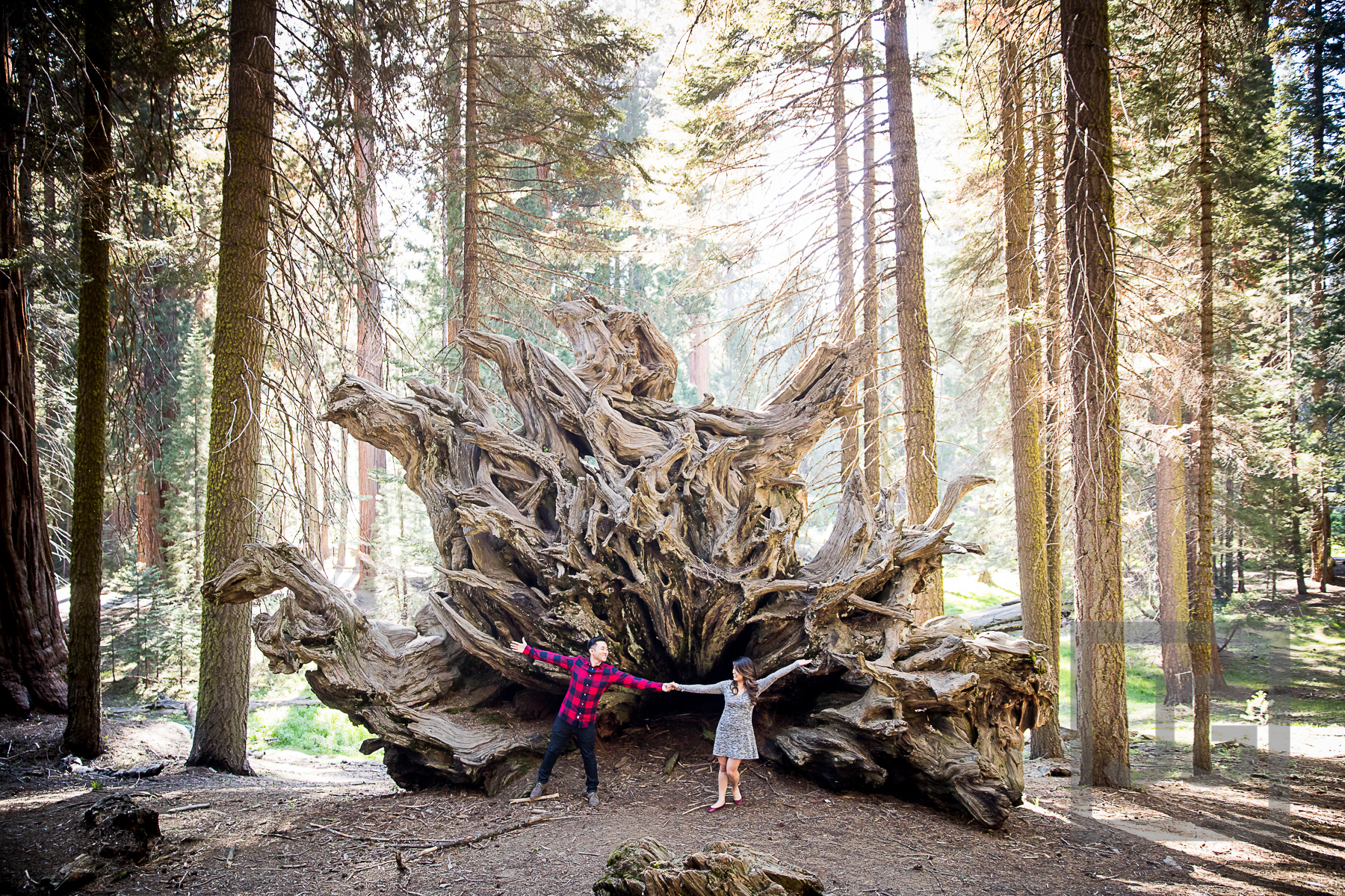 Sequoia Engagement Photography