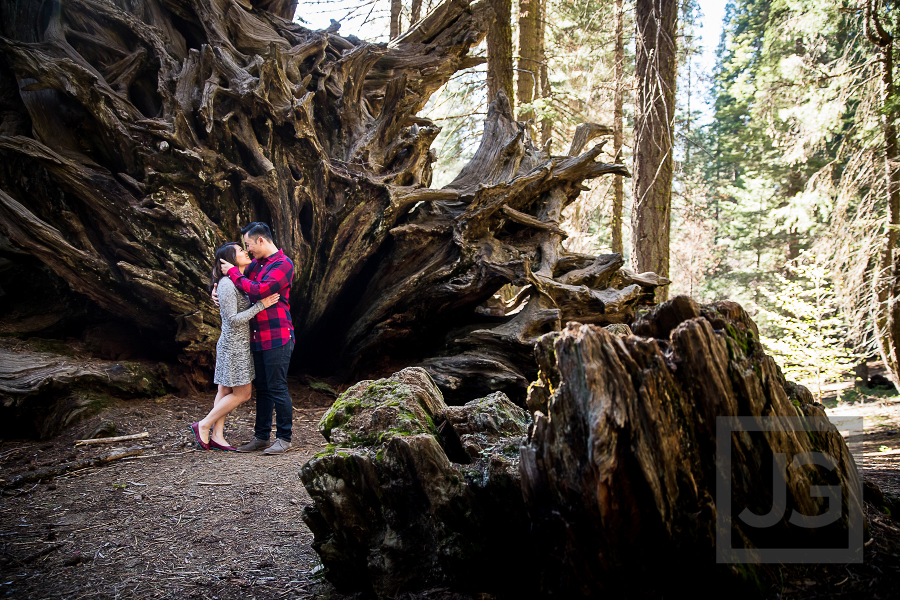Sequoia engagement photography