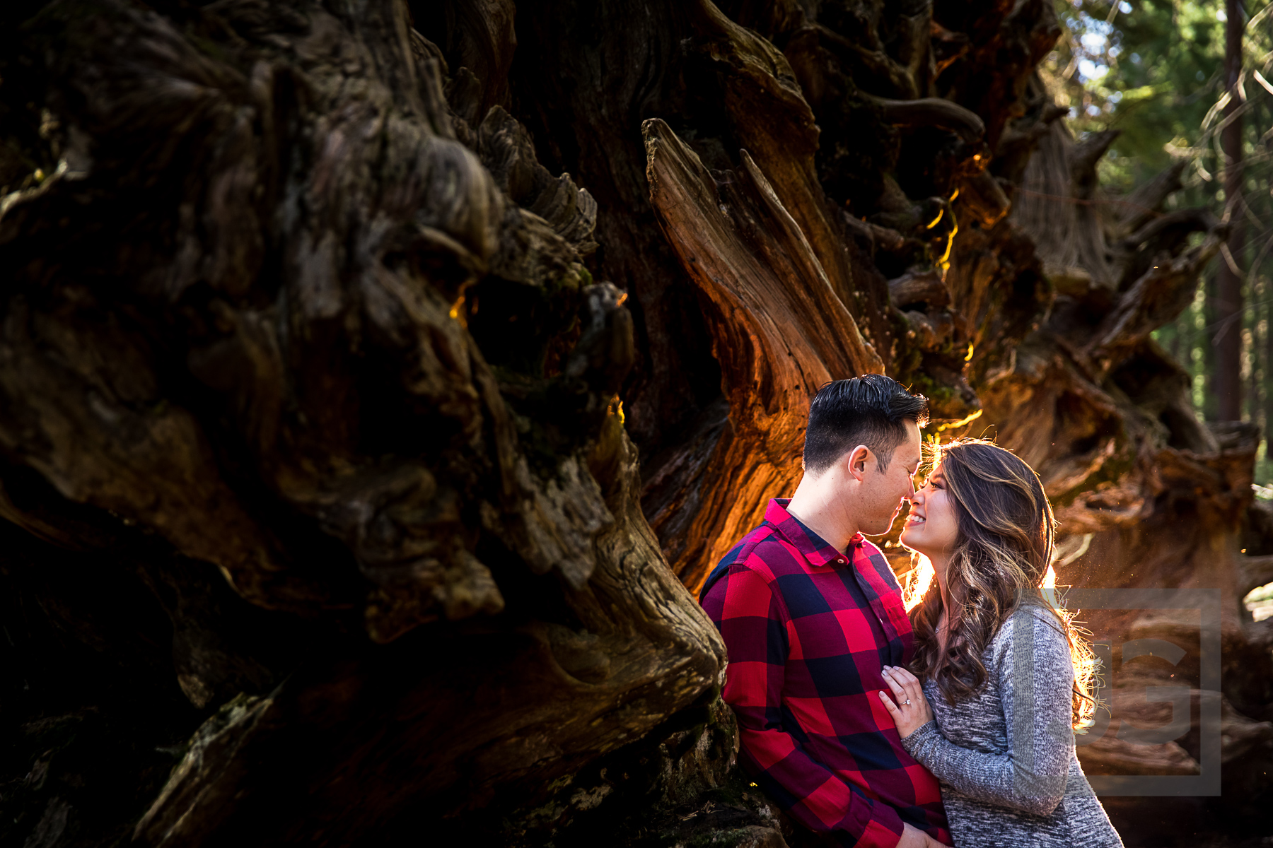 Sequoia engagement photography