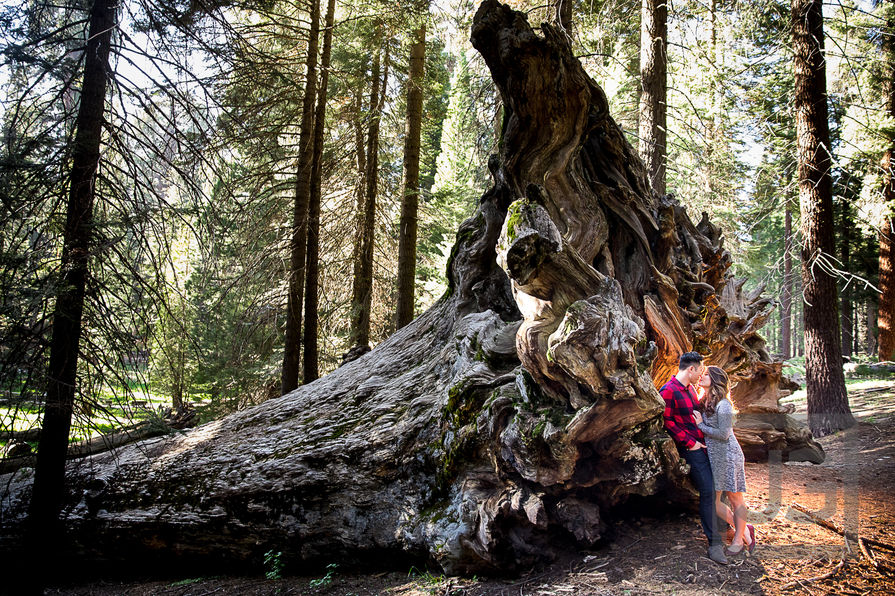 Sequoia Tree Roots Photo