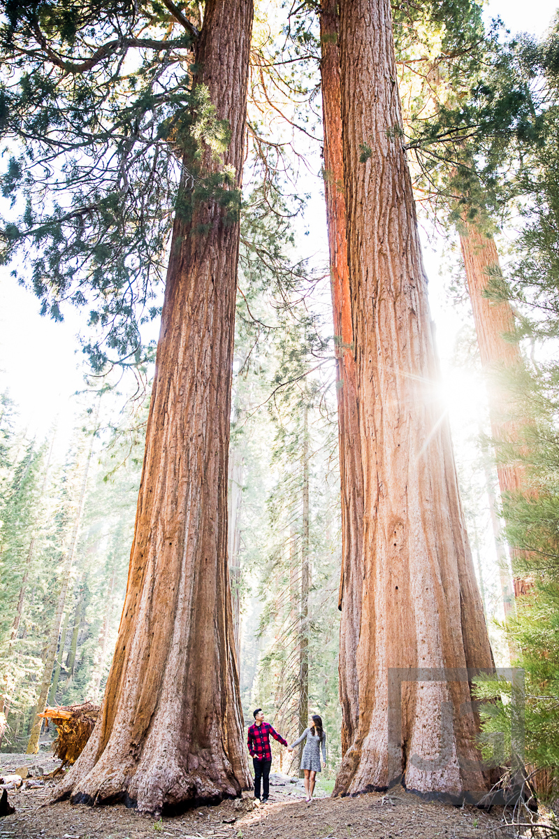 Sequoia engagement photography