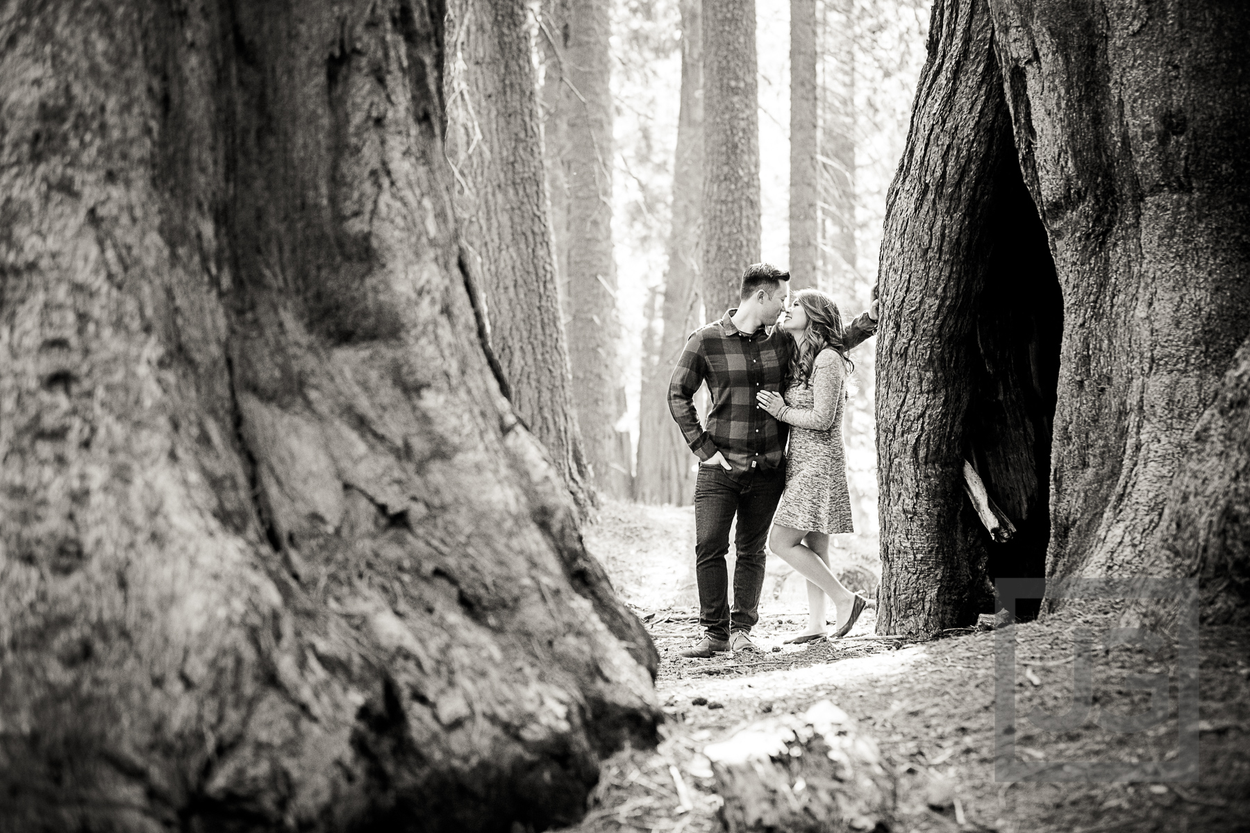 Sequoia engagement photography