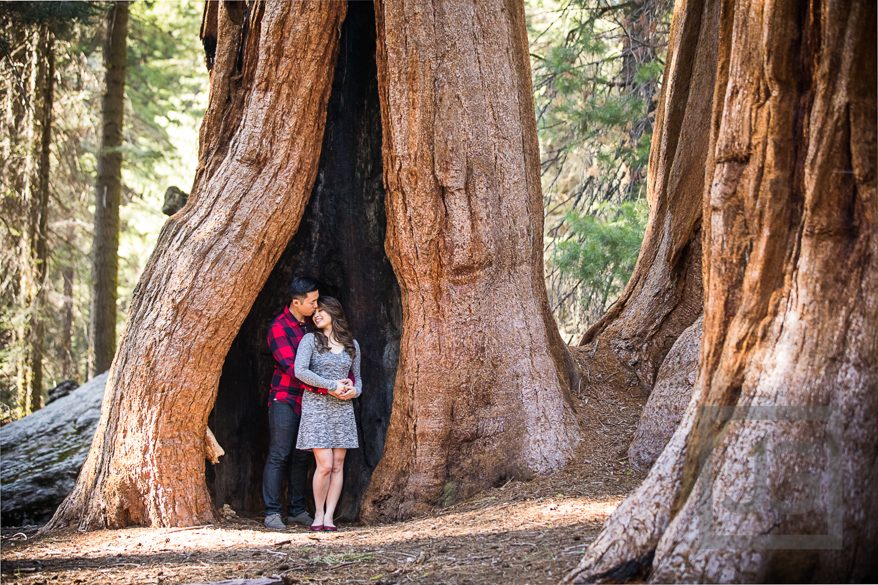 Inside a Sequoia Tree