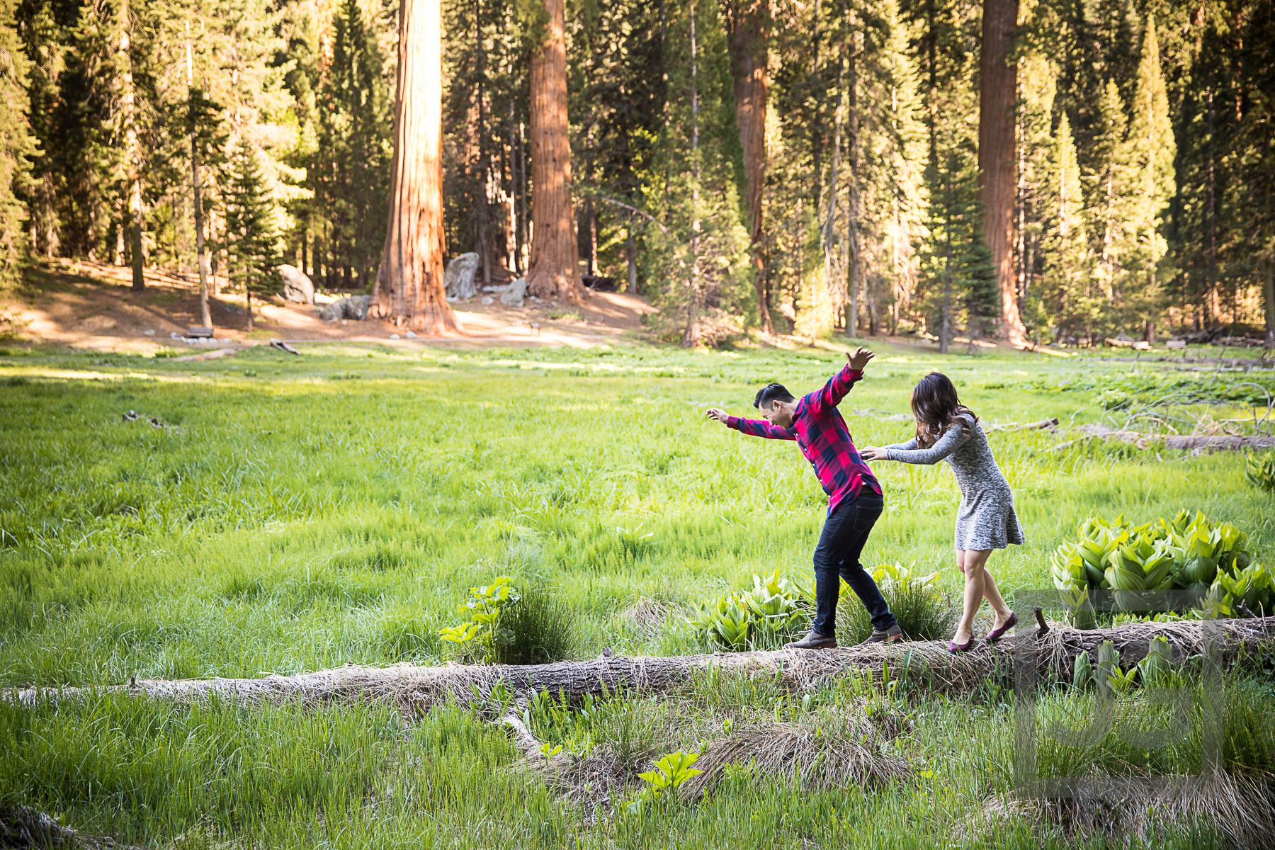 Sequoia engagement photography