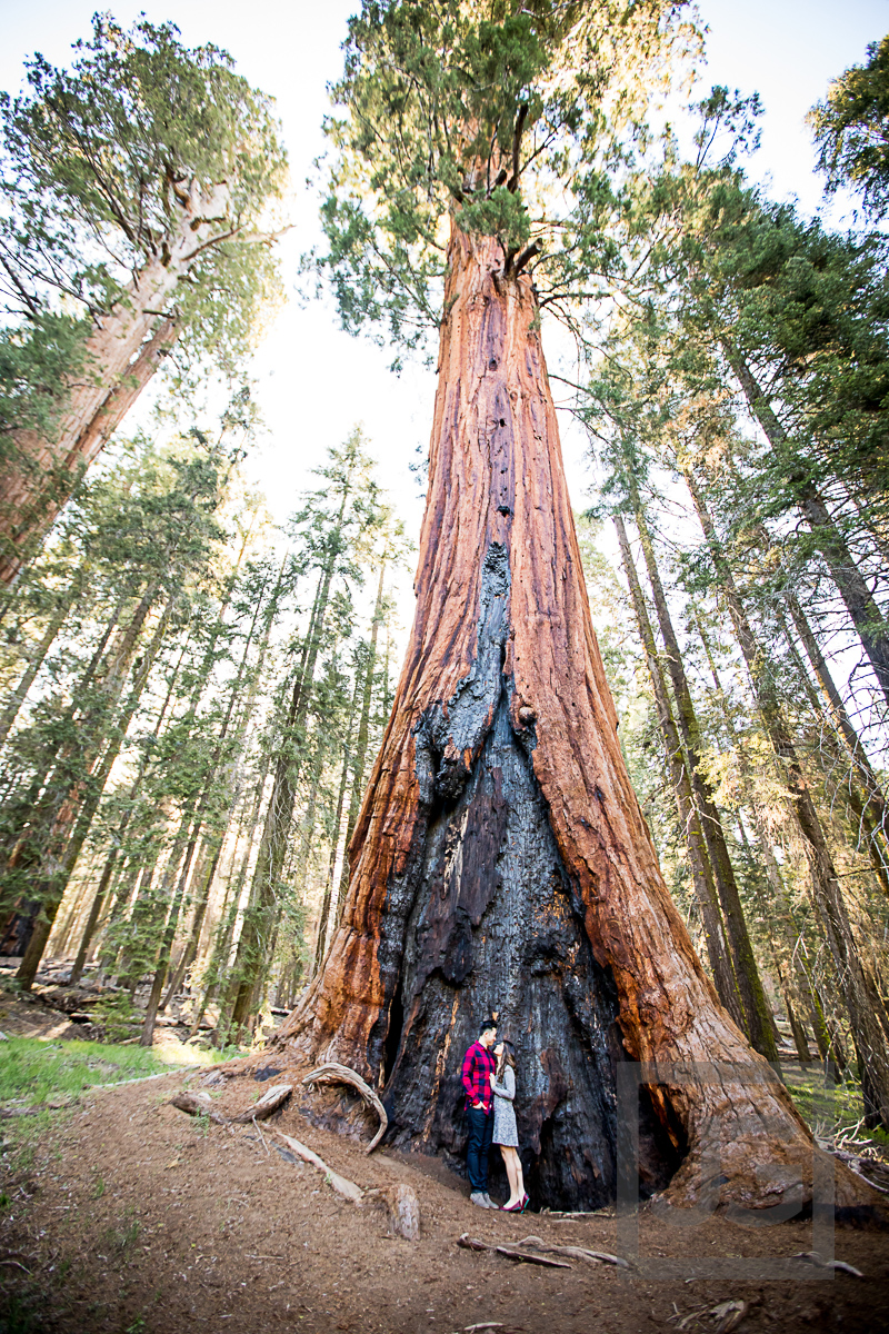 Sequoia Tree Engagement Photography
