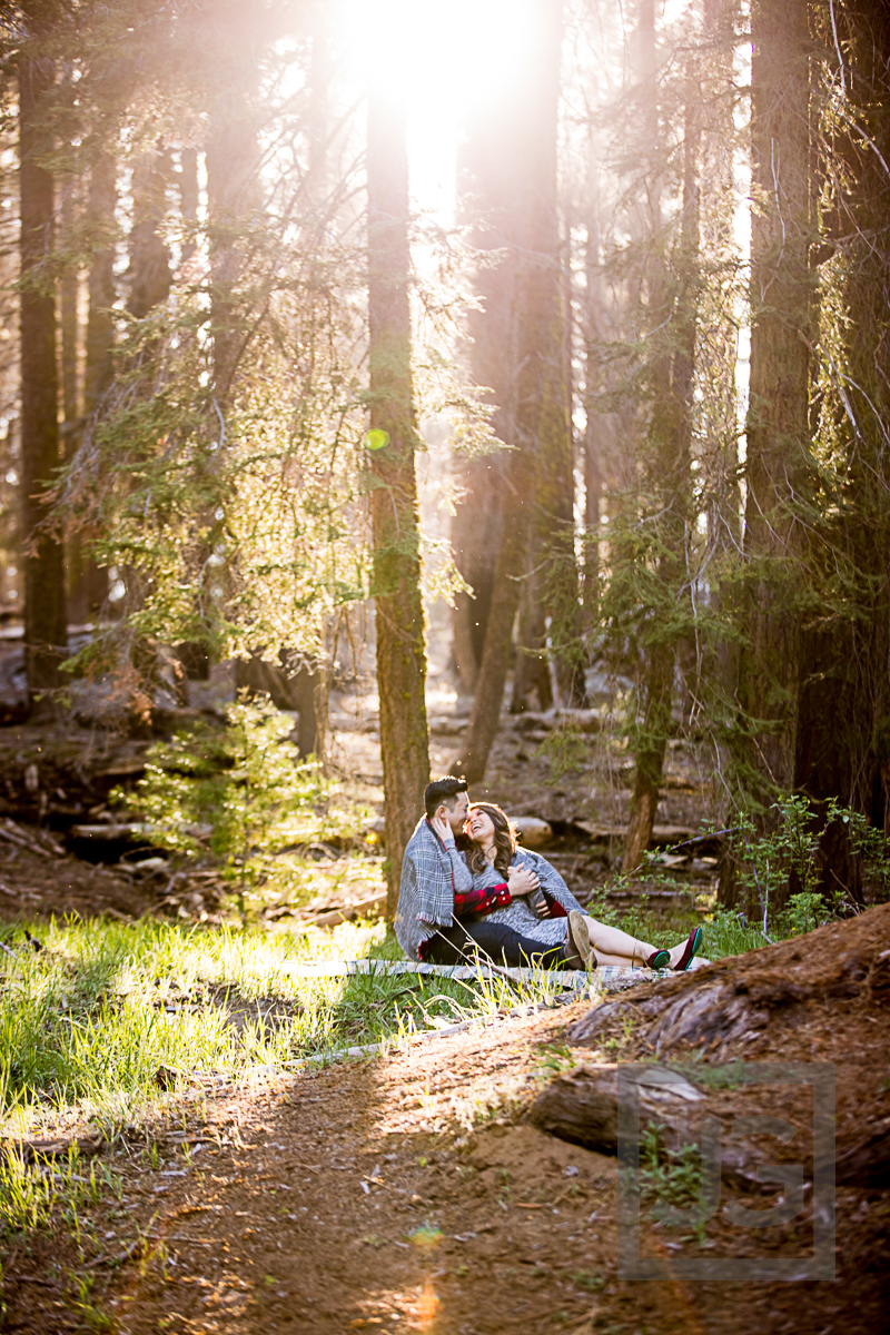 Sequoia engagement photography
