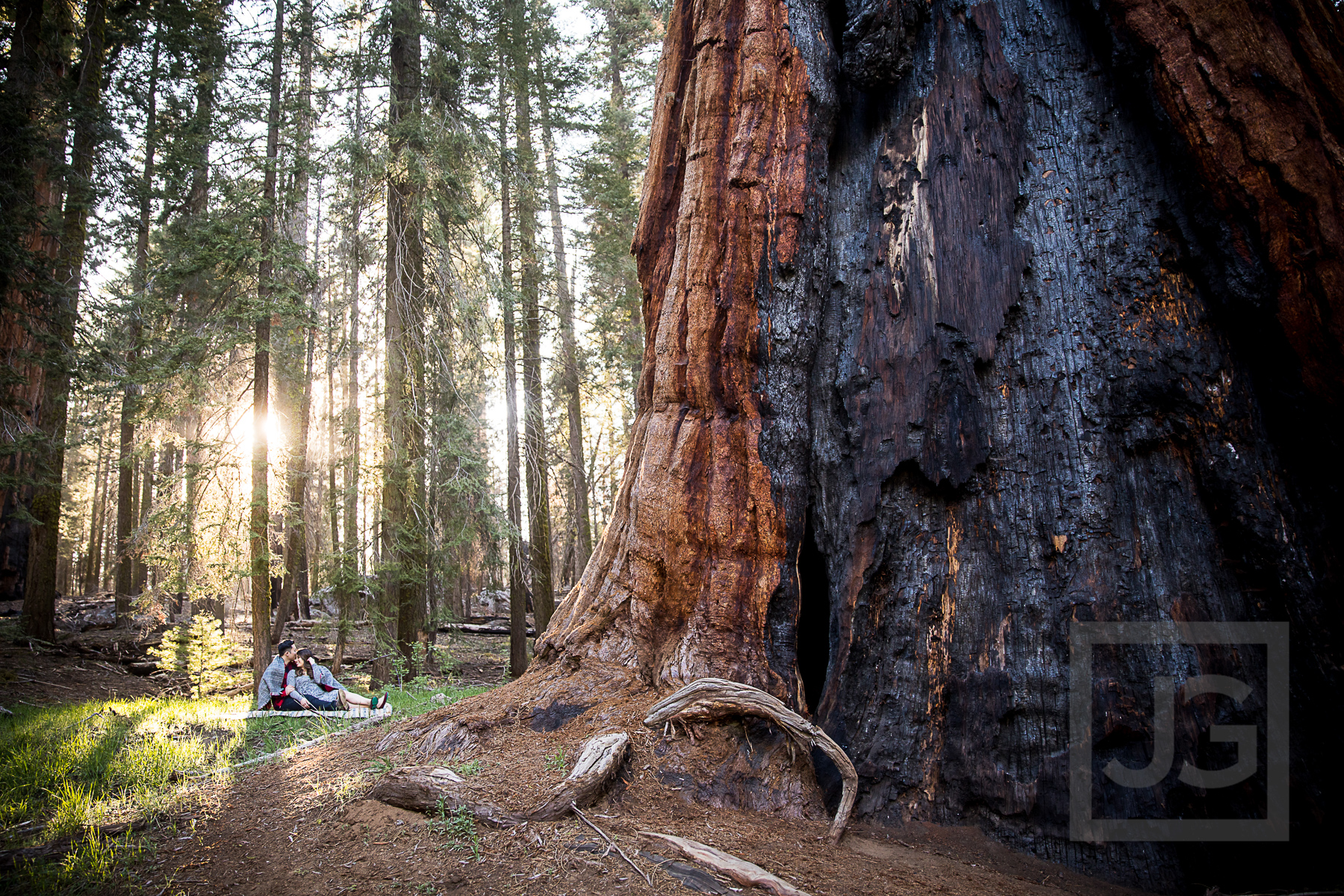 Sequoia engagement photography