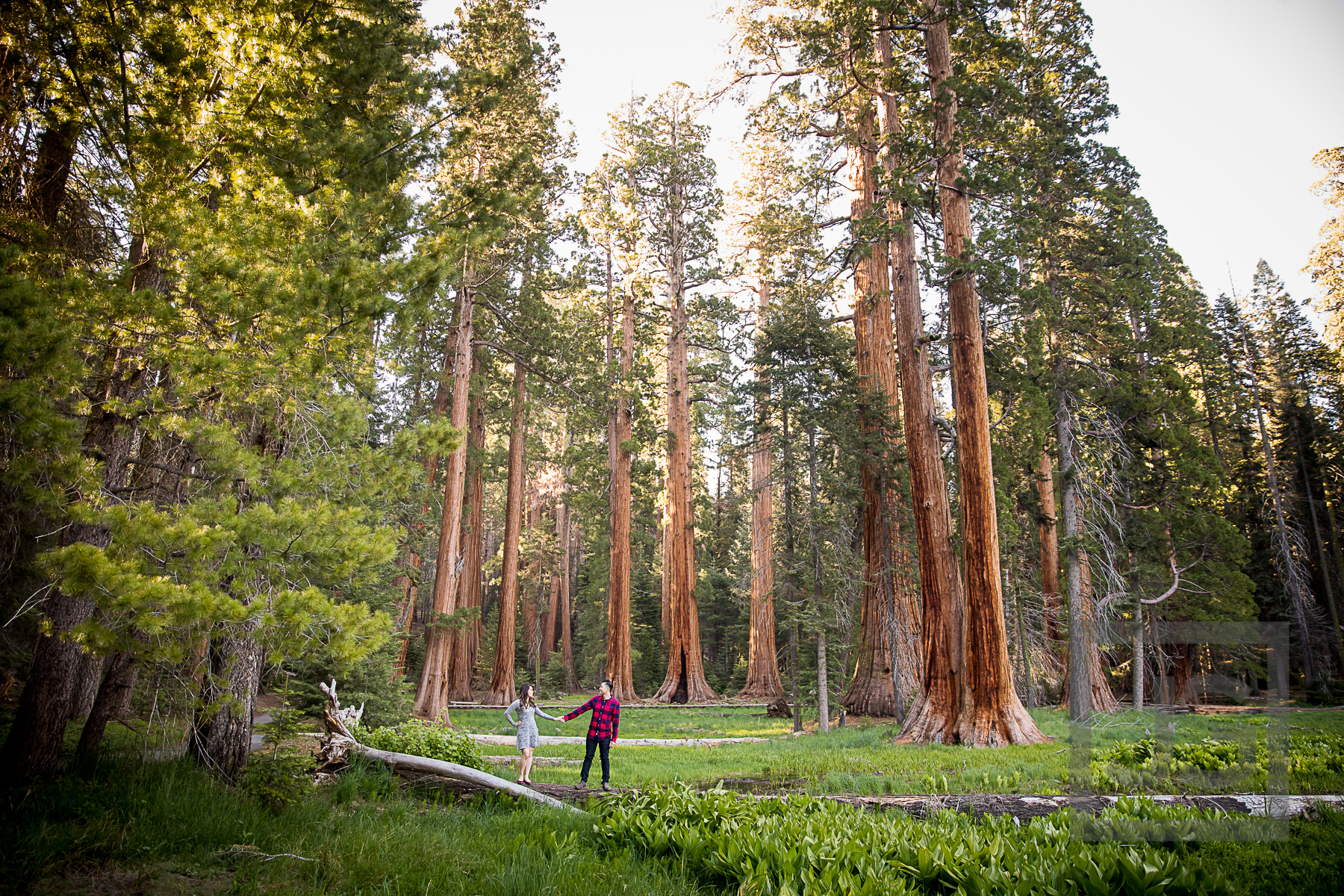 Sequoia Glen Engagement