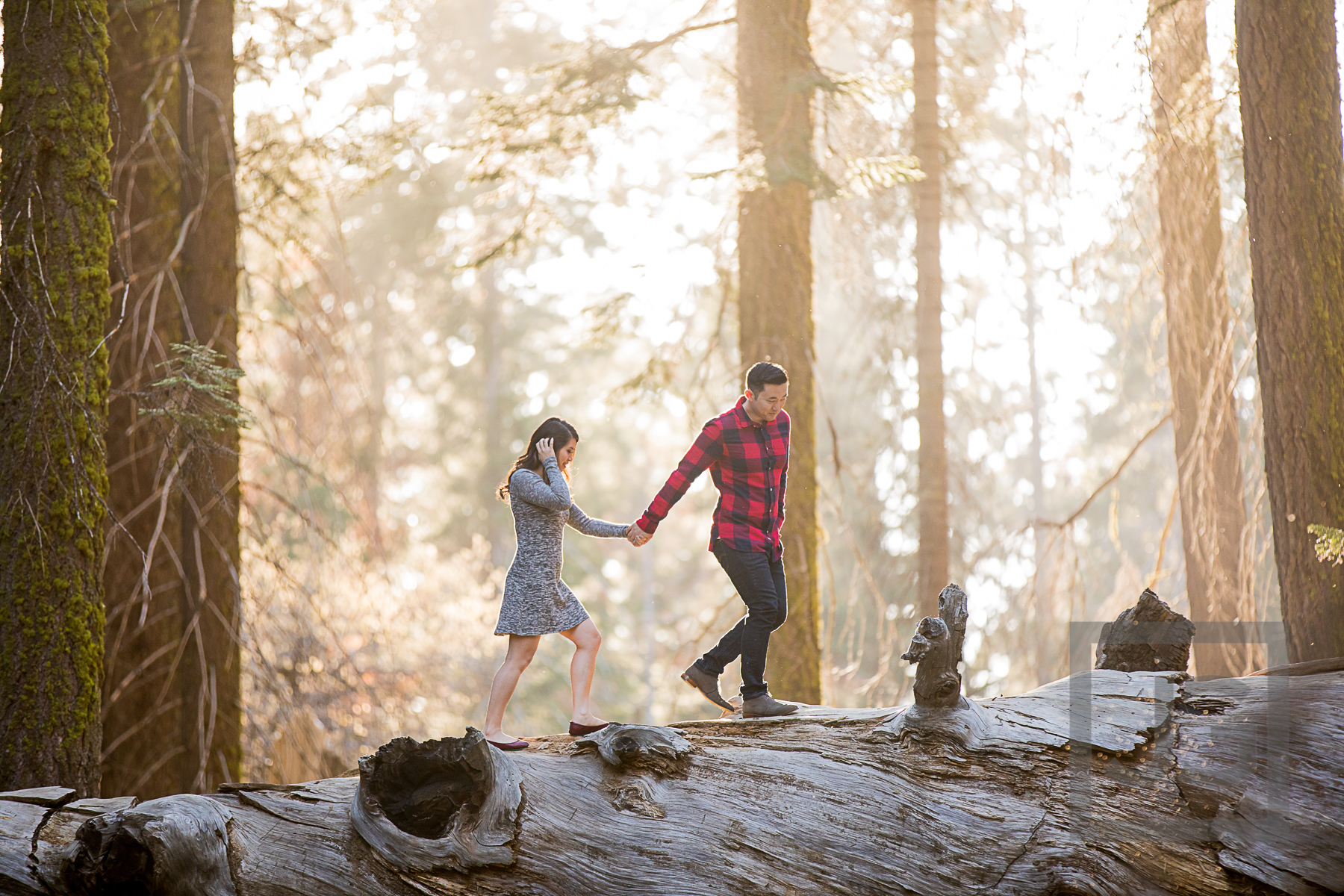 Sequoia Engagement Photography