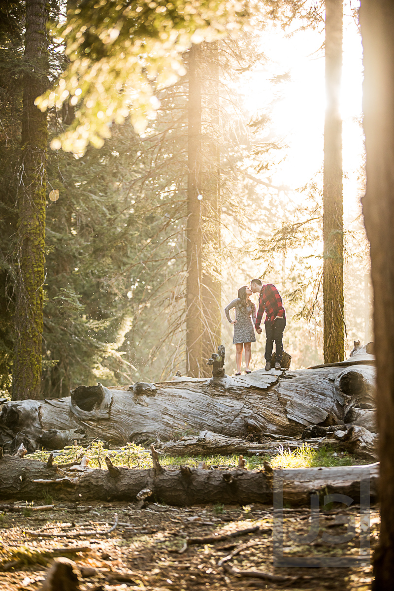Sequoia Engagement Photography