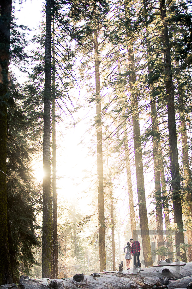 Sequoia engagement photography