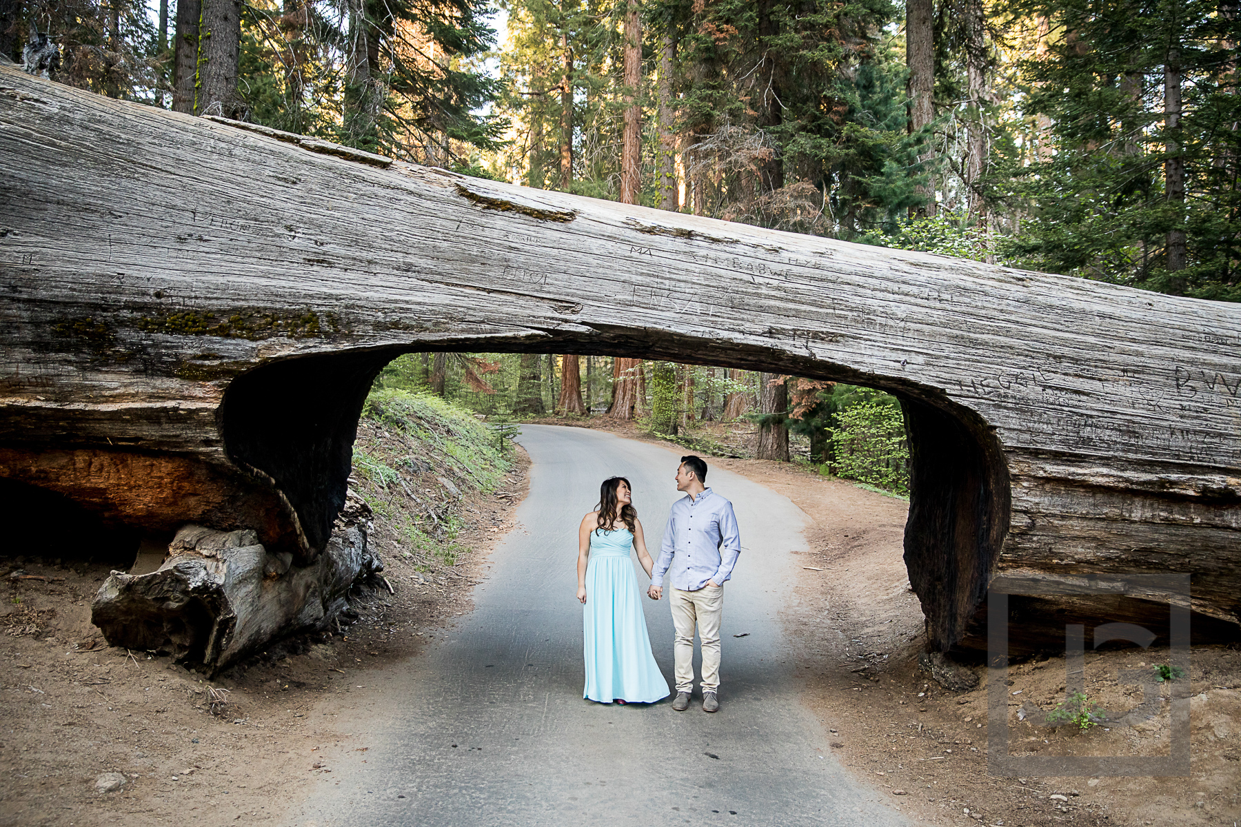 Tunnel Log Sequoia