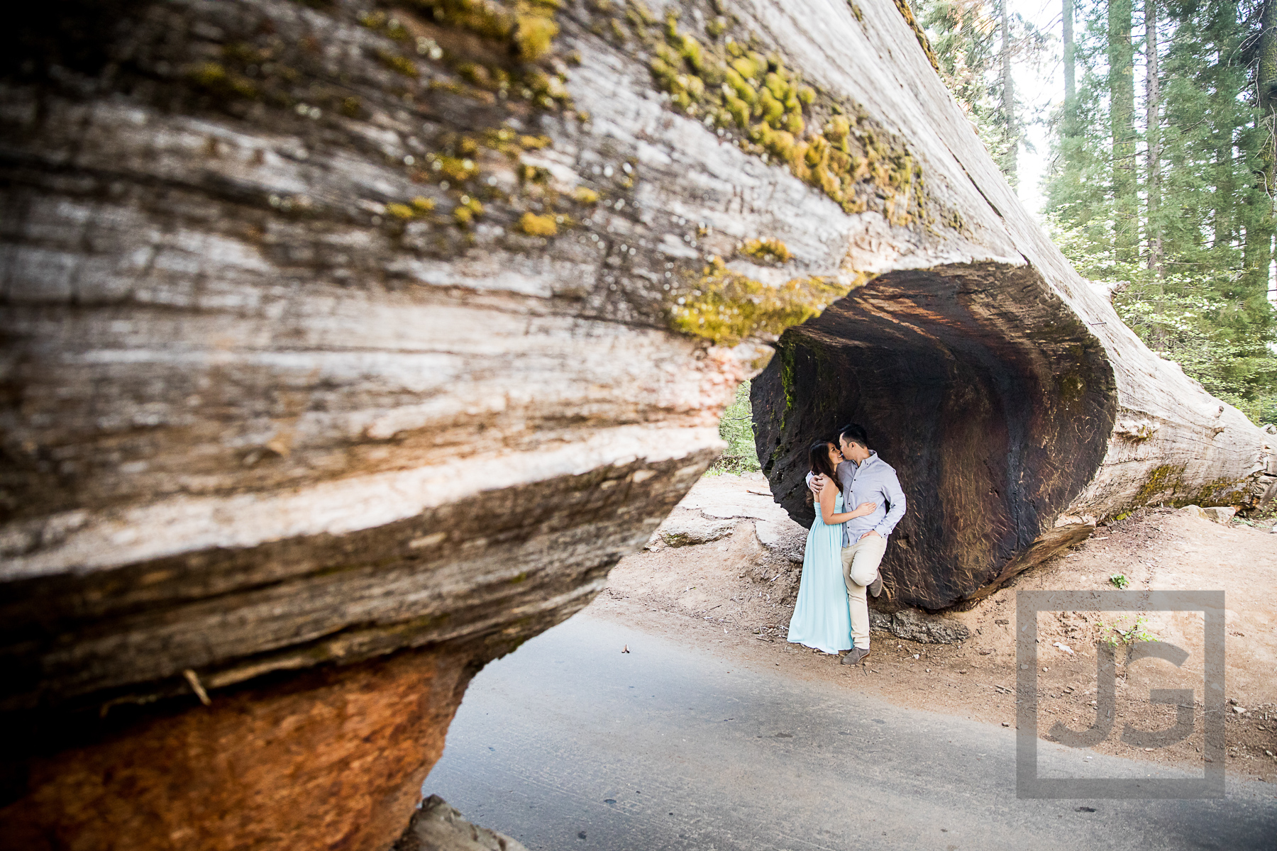 Fallen Tree Engagement Photo