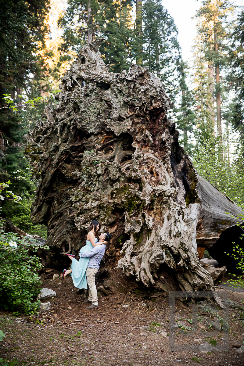 Tree Roots Photography