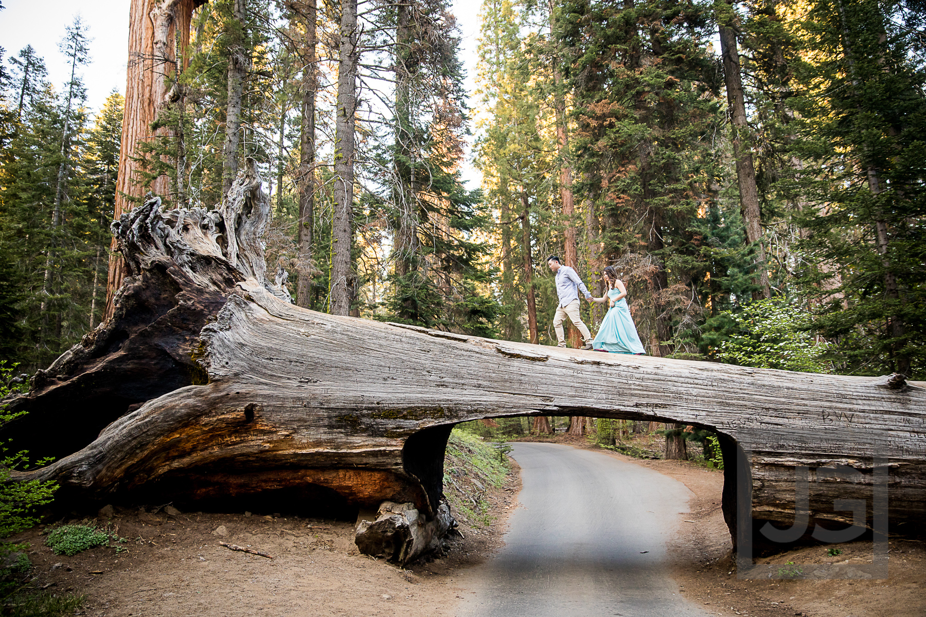 Tunnel Log Sequoia